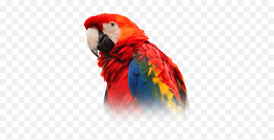 Hd Scarlet Macaw Transparent Png Image - Scarlet Macaw White Background,Macaw Png