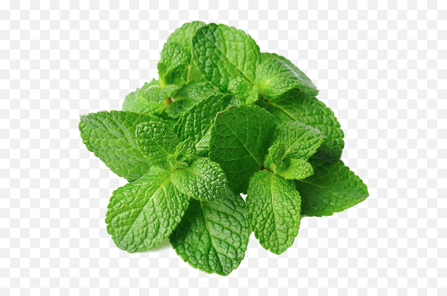 Download Mint Leaves Png Image With No - Mint Leave,Mint Leaves Png