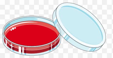 Petri Dish - Servier Medical Art Petri Dish Clipart Png,Dish Png