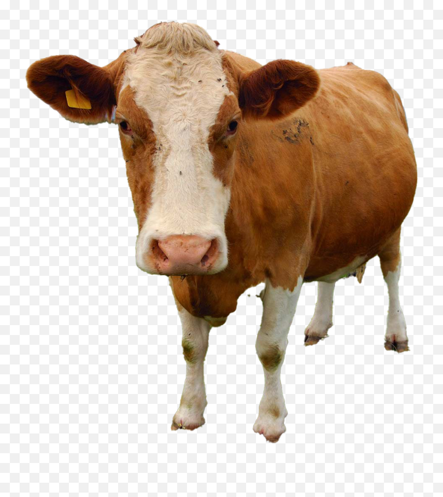 Cow Png Free Download - Cow Png,Cattle Png
