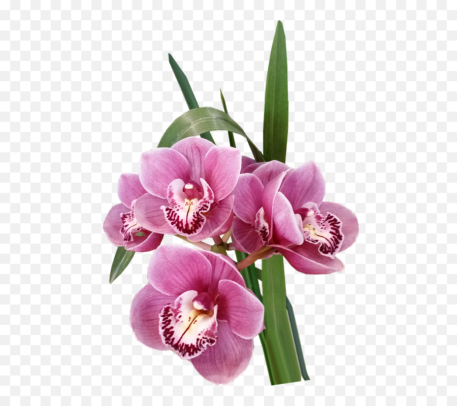 Flowers Orchids Pink - Gambar Bunga Anggrek Png,Orchids Png