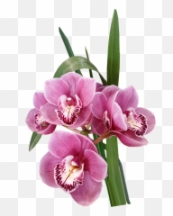 Flowers Orchids Pink - Gambar Bunga Anggrek Png,Orchids Png