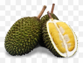 Beho Fresh U2013 From Malaysia - Musang King Durian Png,Durian Png