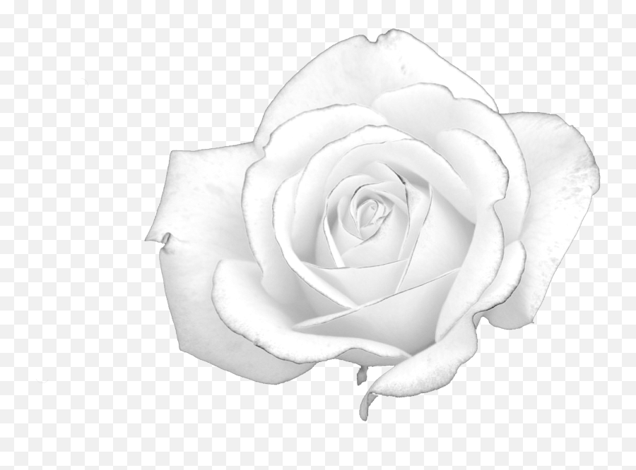 My White Rose - White Rose Hunger Games Png,White Rose Png