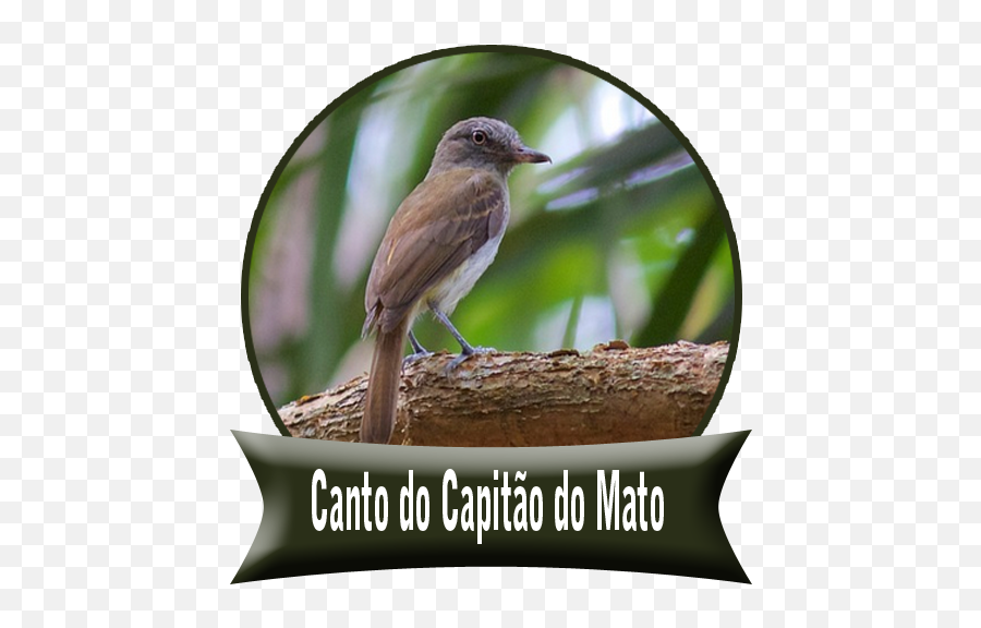 Canto Do Capitão Mato Áudio Apk 10 - Download Apk Latest Photo Caption Png,Capitao Icon