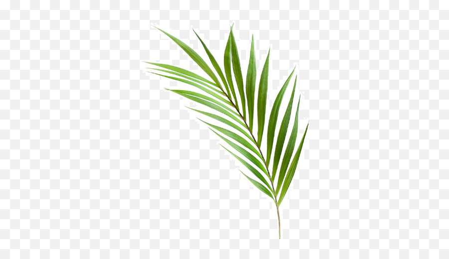 Torre Tagus Palm Leaf 36 Stem Toronto - Atto Gift Language Png,Palm Frond Icon