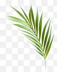 Torre Tagus Palm Leaf 36 Stem Toronto - ATTO GIFT Language png