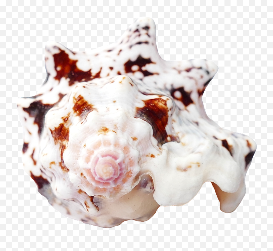 Download Travel Sea Shells Ocean Beach Vacation - Seashell Png,Sea Shell Png