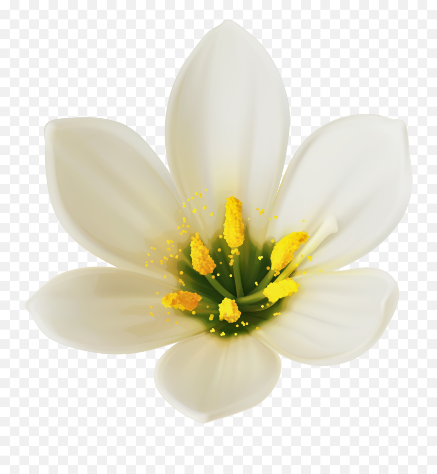 White Flower Png Picture - White Flower Clipart Png,Wildflower Png