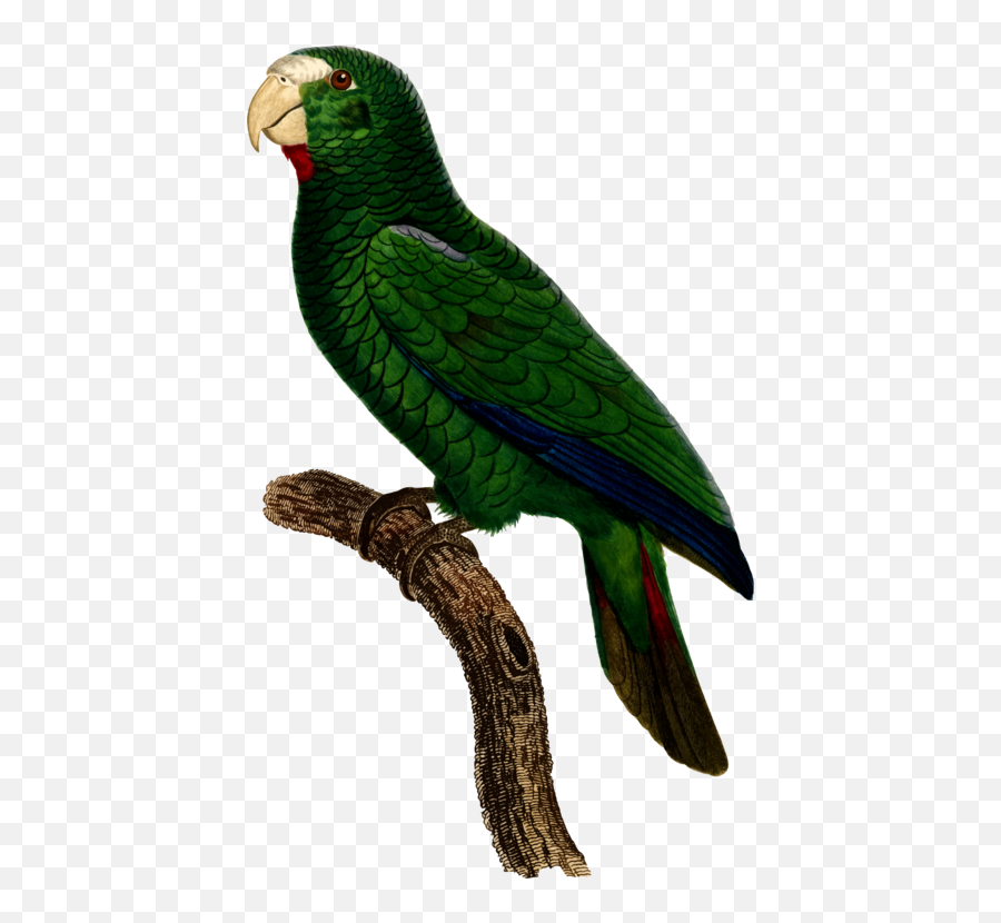 Download Parrot Bird Watercolor Painting - Parrot Png Image Budgerigar,Parrot Png