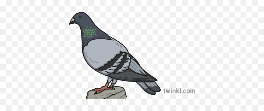 Pigeon Illustration - Twinkl Rock Dove Png,Pigeon Png