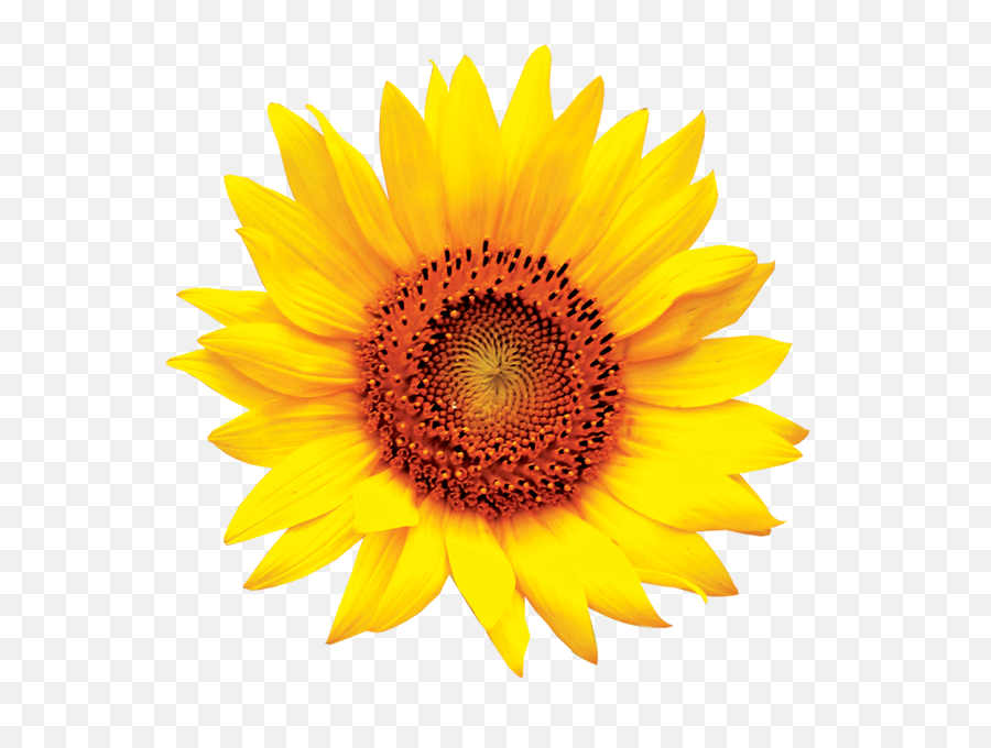 Sun Flower Png - Transparent Background Sunflower Clipart,Sunflower Logo