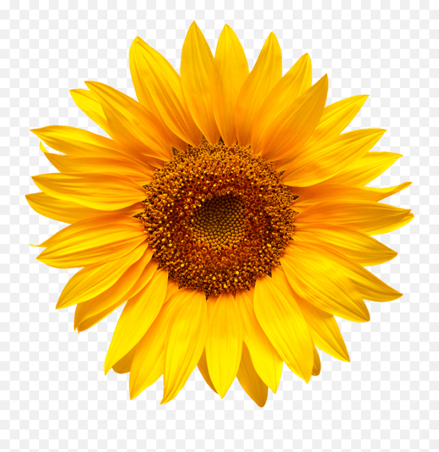 Cold Pressed Sunflower And Canola - Girasol Png,Sun Flower Png - free  transparent png images 