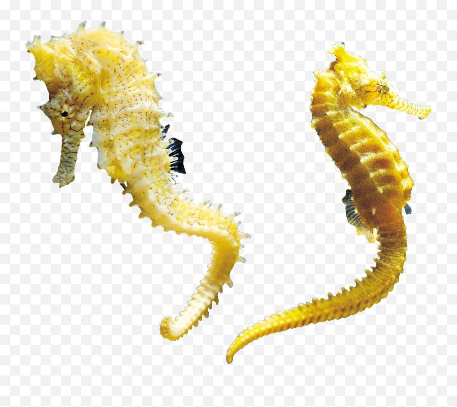 Seahorse Png - Transparent Background Seahorse Transparent,Seahorse Png