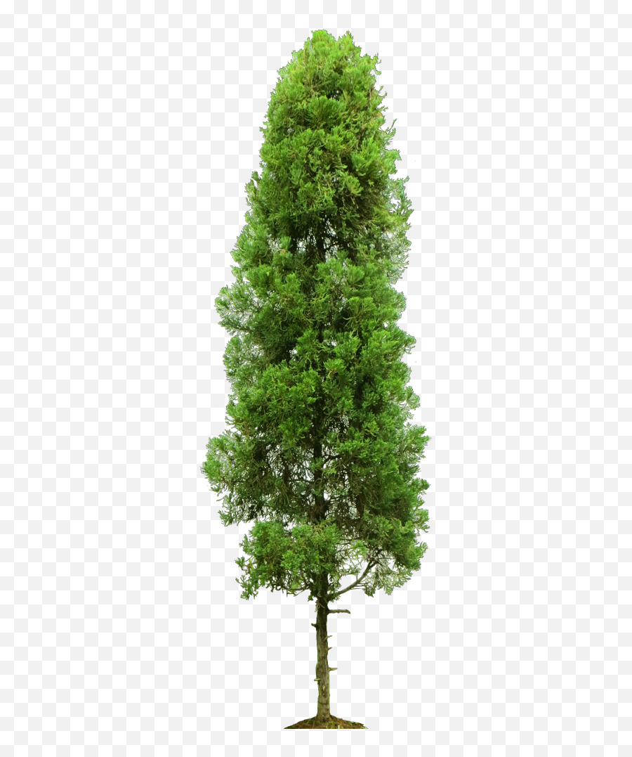 Cupressus Sempervirens Png 4 Image - Single Tree,Cypress Tree Png