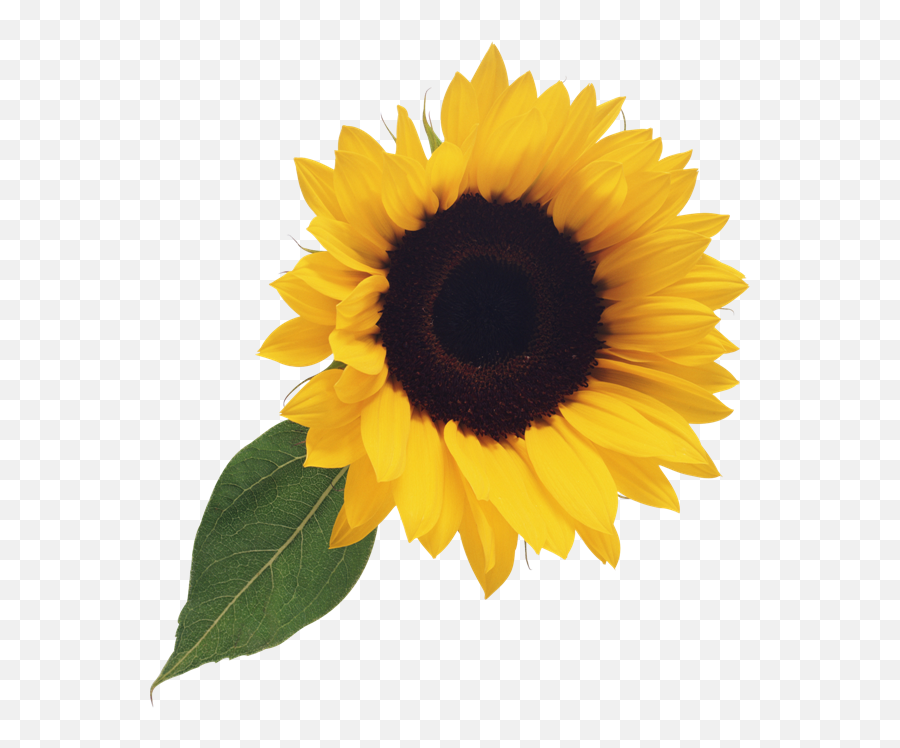 Sunflower Clipart Png - Clear Background Sunflower Clipart Png,Sunflower Emoji Transparent