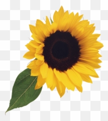 Sunflower Clipart Png - Clear Background