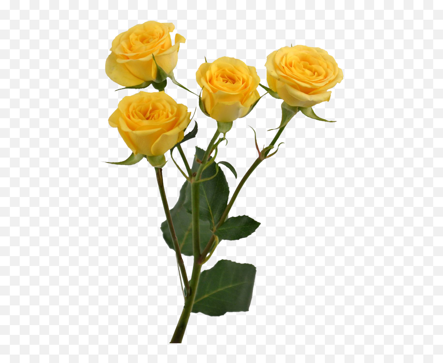 Yellow Rose Flower Free Png Transparent Images - Yellow Yellow Flower Aesthetic Png,Aesthetic Png Tumblr