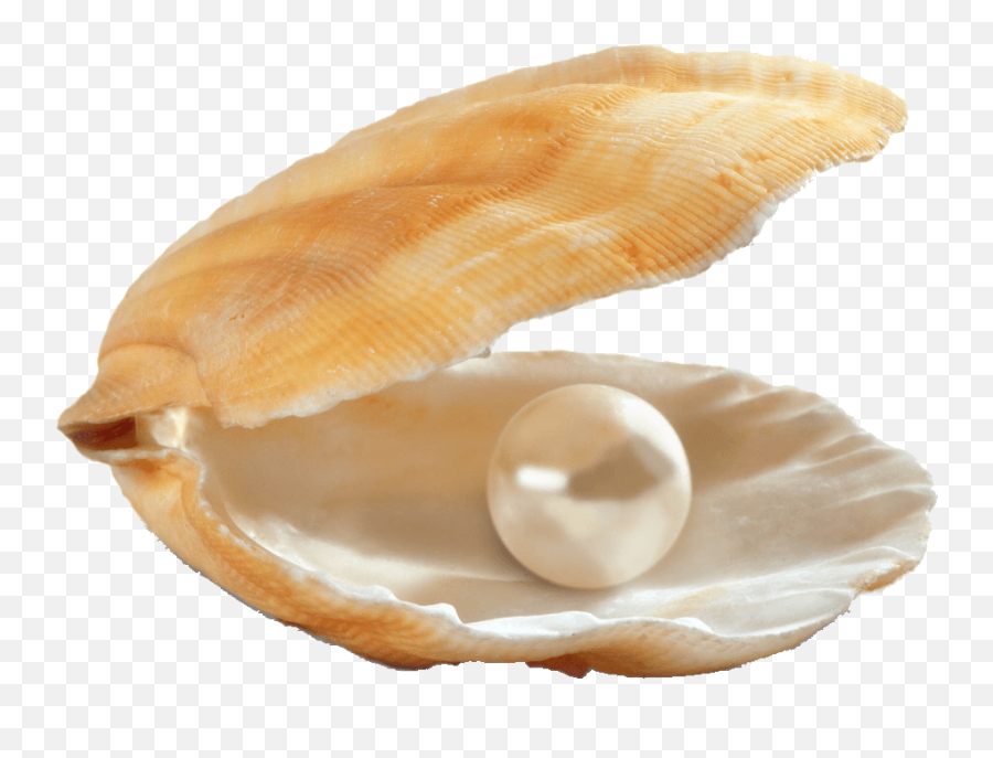Caribbean Pearl Caterers - Clam Png,Pearls Png