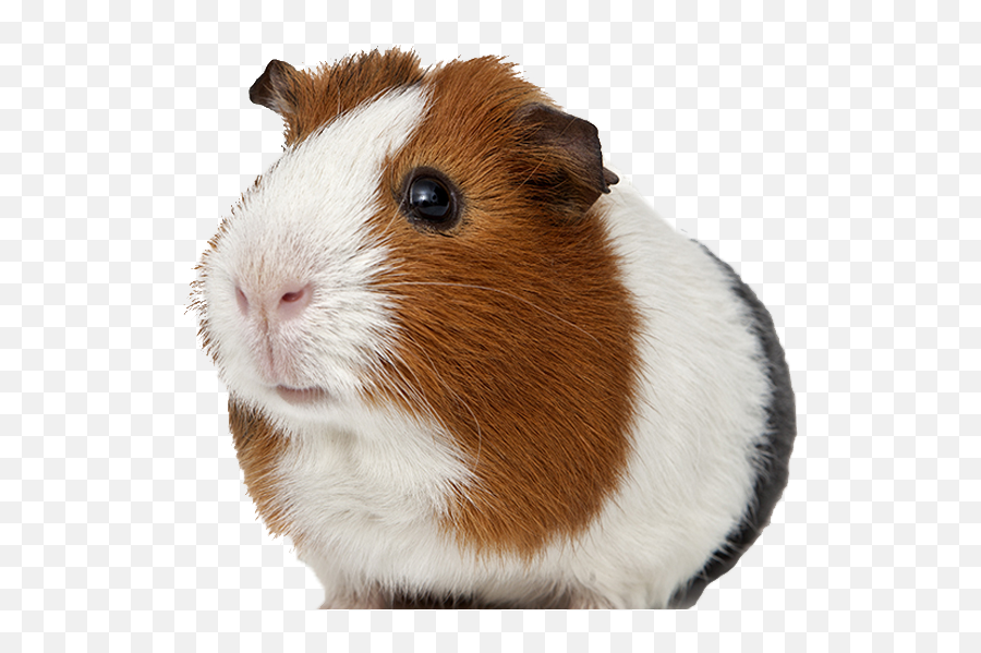 Default - Guinea Pig Transparent Background Full Size Png Guinea Pig Transparent Background,Pig Transparent Background