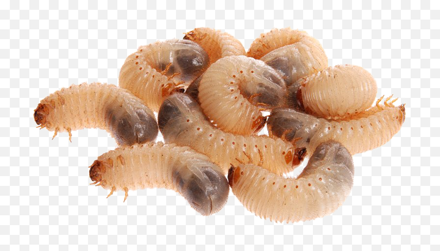 Maggot Png Transparent Images All - Insect Herbivores In Australian,Worms Png