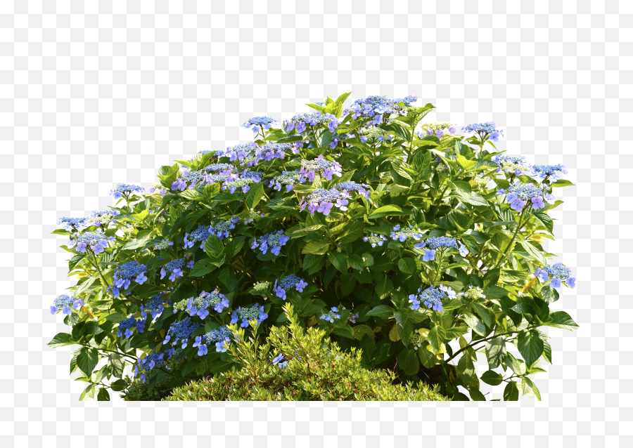Hydrangeas Hydrangea Bush Png