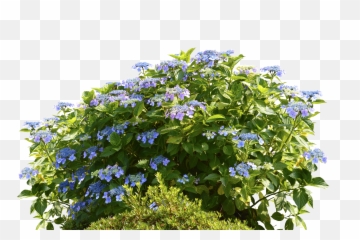 Hydrangeas Hydrangea Bush Png