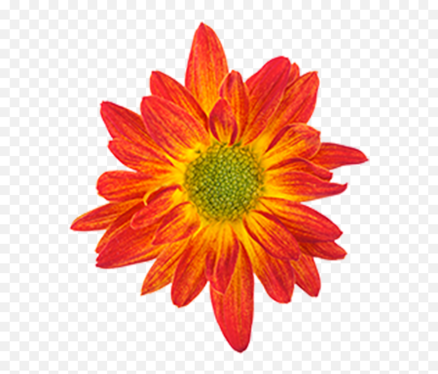 Orange Flower Drawing Png Free - Flowers Drawing With Color,Flower Drawing Png