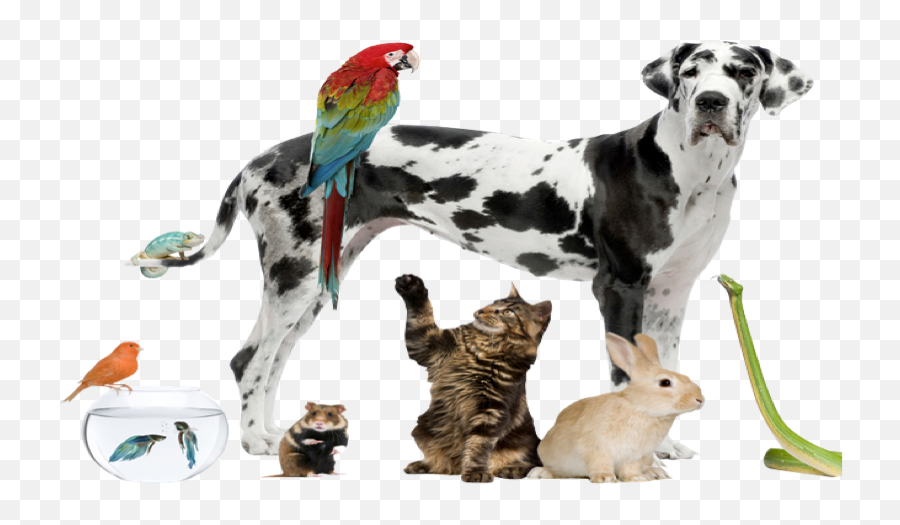 Nature Power - In Animals As Pet Nice Pets Png,Pets Png