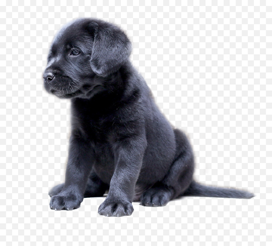 Download Clip Art Cute Lab Puppies - Black Lab Puppy Transparent Black Lab Png,Black Lab Png
