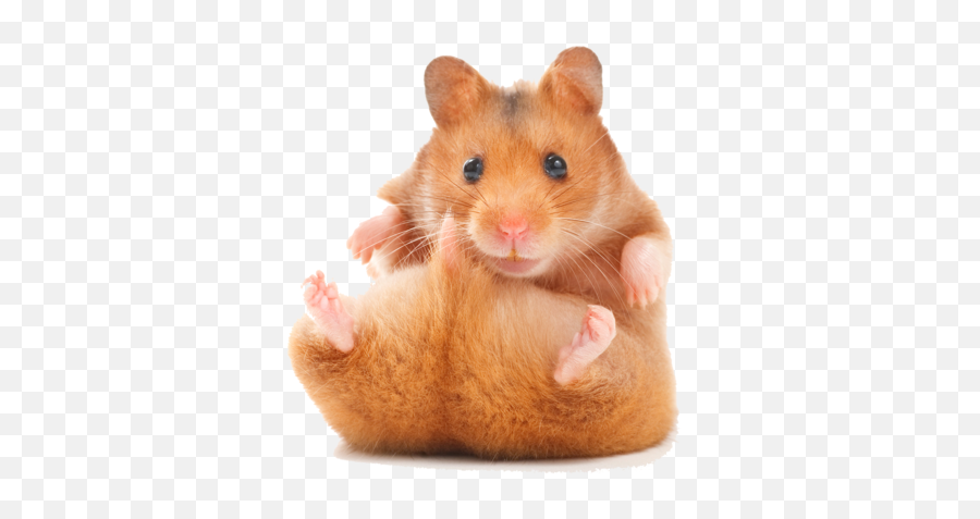 Download Funny Hamster - Un Hamster Au College Png,Hamster Png