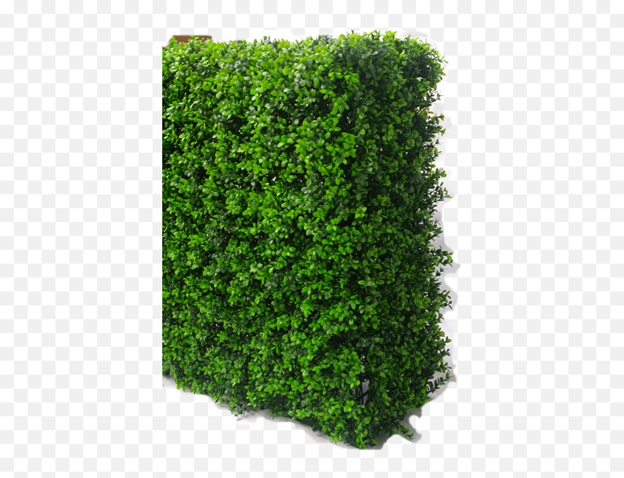 Download Boxwood Hedge Png - Transparent Background Hedges Png,Hedge Png