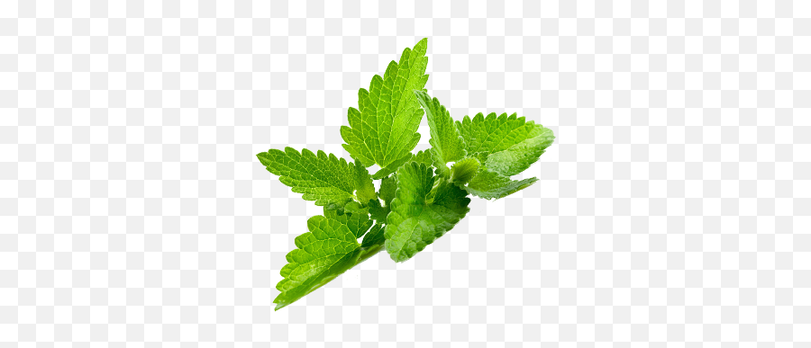 Peppermint Png Images Free Download - Daun Mint Png,Mint Leaves Png