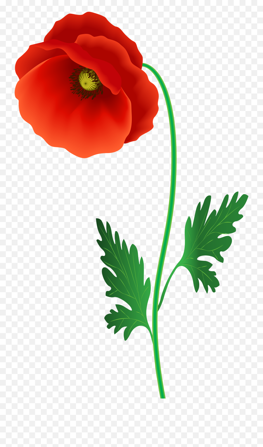 Download Free Png Poppy Flower Clipart Image Gallery - Flowering Plant,Flowers Clipart Png