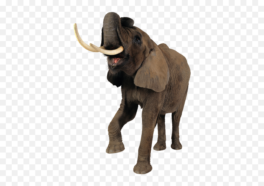 Download Elephant Free Png Transparent Image And Clipart - Elephant Png,Elephant Transparent Background