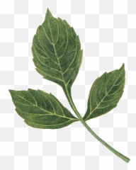 Dahlia Leaf By We Studio - Mint Leaf png