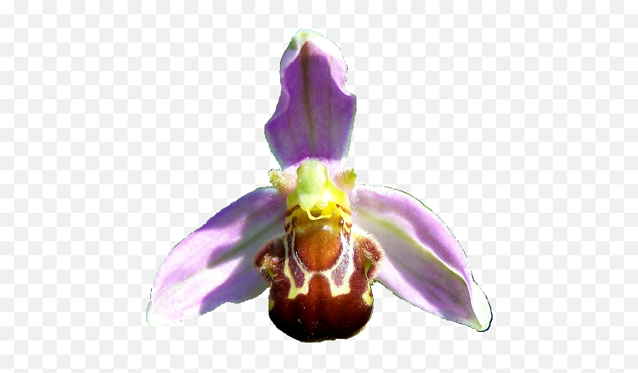 Flower Of Bee Orchid Ophrys - Ophrys Apifera Png,Orchids Png