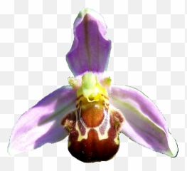 Flower Of Bee Orchid Ophrys - Ophrys Apifera Png,Orchids Png