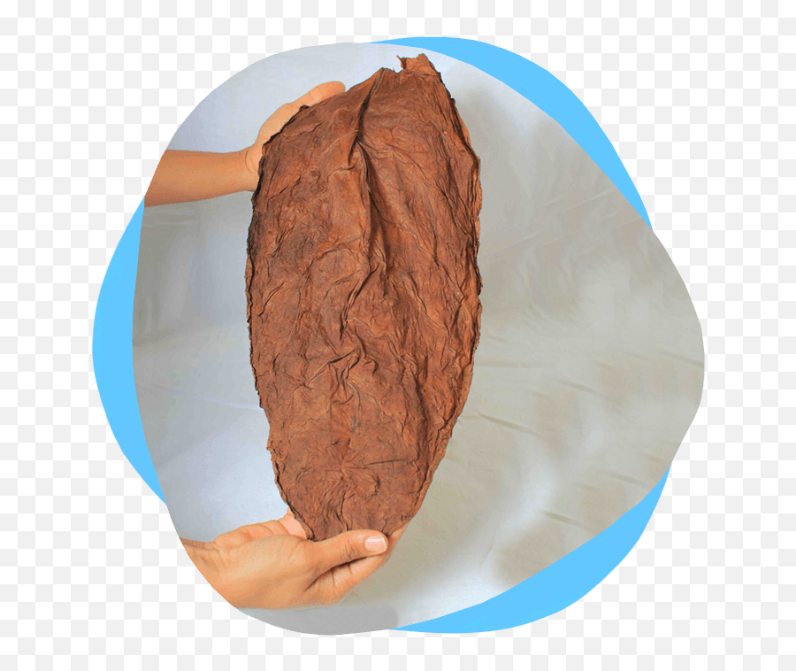 Togga Leaf - Cocoa Solids Png,Tobacco Leaf Png