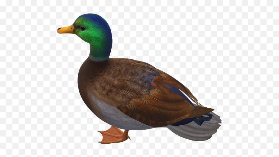 Free Photo Bird Icon Duck Mallard Ave Plumage - Domestic Duck Png,Decoy Icon