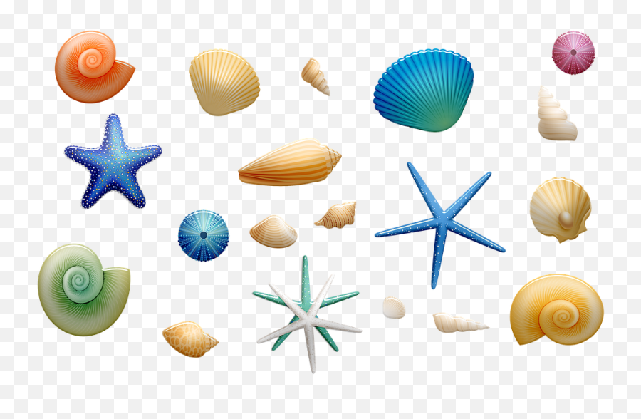 Sea Shells Starfish - Free Image On Pixabay Sea Shells Png,Sea Shell Png
