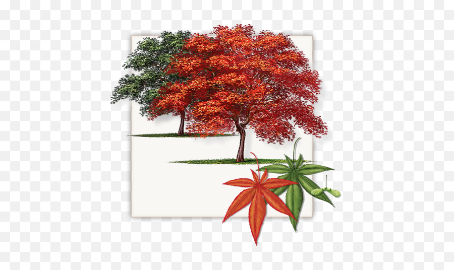 Fannin Japanese Red Maple Trees Are Not - Red Maple Tree In Dallas Png,Japanese Maple Png