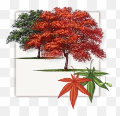Fannin Japanese Red Maple Trees Are Not - In Dallas png
