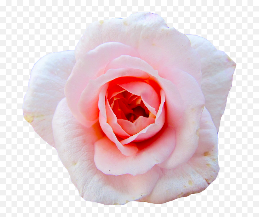 Transparent - Flower Gif Png,Rose Transparent