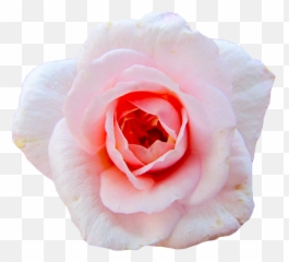 Transparent - Flower Gif png