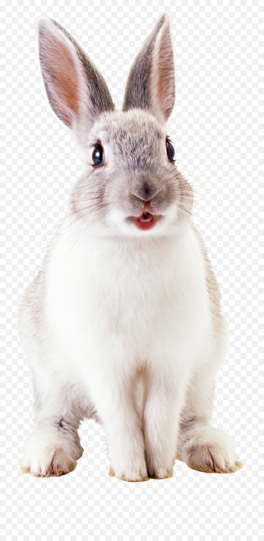 White Cute Rabbit Png Image - Animals Png,Rabbit Transparent