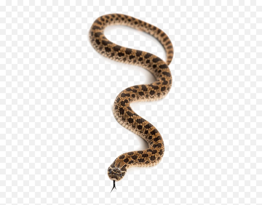 Snake Transparent Images - Animal Snake Png,Snake Transparent Background