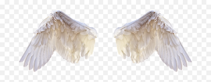White Wings Png Pic - Editing Bird Wings Png,Wing Png