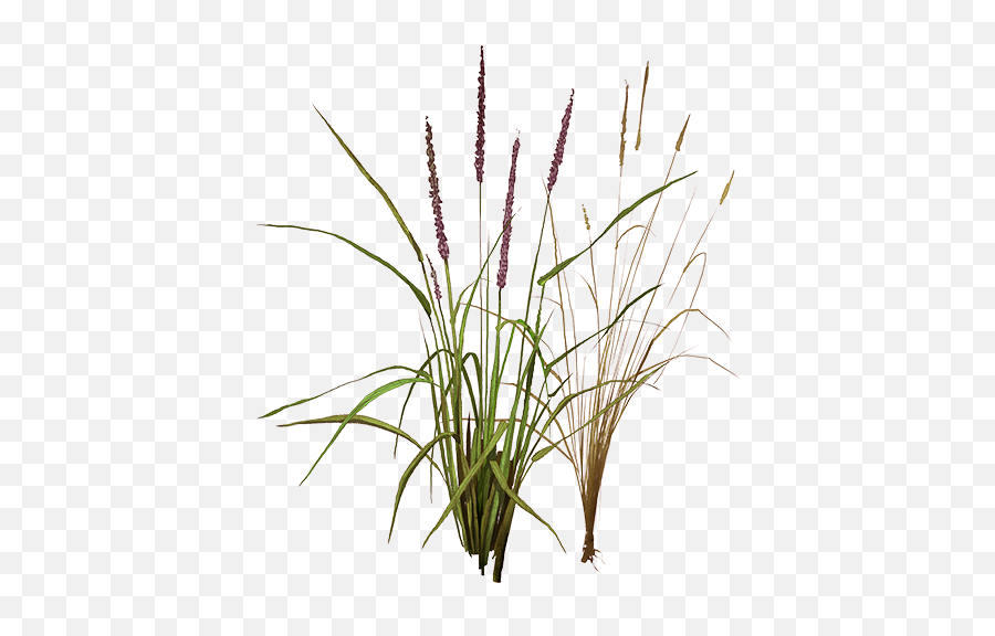 Meadow Foxtail - Pennisetum Png,Fox Tail Png