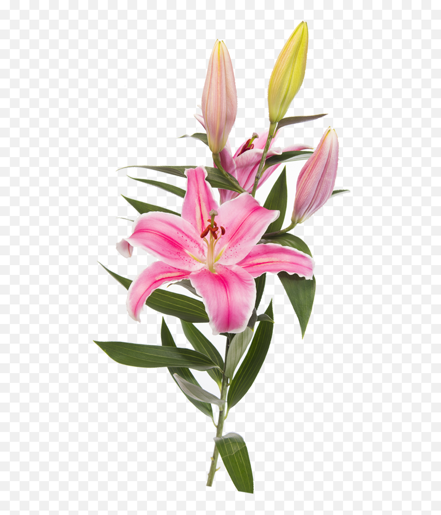 Easter Lily Lilium - Lily Flower Png,Lily Transparent Background